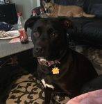 Maci - Flint Michigan Black Lab Pitbull Mix Dog For Adoption