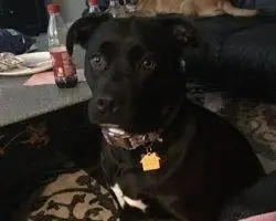 Photo Maci - Flint Michigan Black Lab Pitbull Mix Dog For Adoption