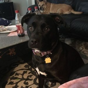 black lab and pit mix
