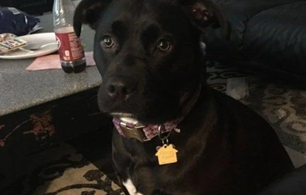 Maci - Flint Michigan Black Lab Pitbull Mix Dog For Adoption