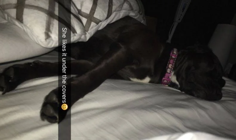 Photo Maci - Flint Michigan Black Lab Pitbull Mix Dog For Adoption