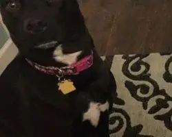 Photo Maci - Flint Michigan Black Lab Pitbull Mix Dog For Adoption