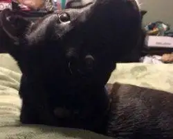 Photo Maci - Flint Michigan Black Lab Pitbull Mix Dog For Adoption