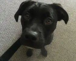 Photo Maci - Flint Michigan Black Lab Pitbull Mix Dog For Adoption