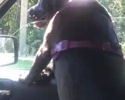 Photo Maci - Flint Michigan Black Lab Pitbull Mix Dog For Adoption