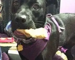 Photo Maci - Flint Michigan Black Lab Pitbull Mix Dog For Adoption