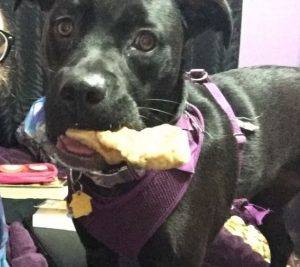Maci - flint michigan black lab pitbull mix dog for adoption