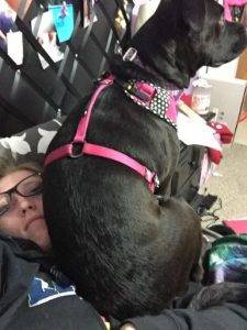 Maci - flint michigan black lab pitbull mix dog for adoption