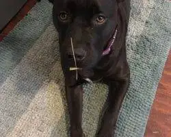 Photo Maci - Flint Michigan Black Lab Pitbull Mix Dog For Adoption