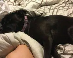 Photo Maci - Flint Michigan Black Lab Pitbull Mix Dog For Adoption