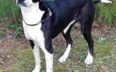 German shorthaired pointer mix dog for adoption n alpharetta ga – adopt macie