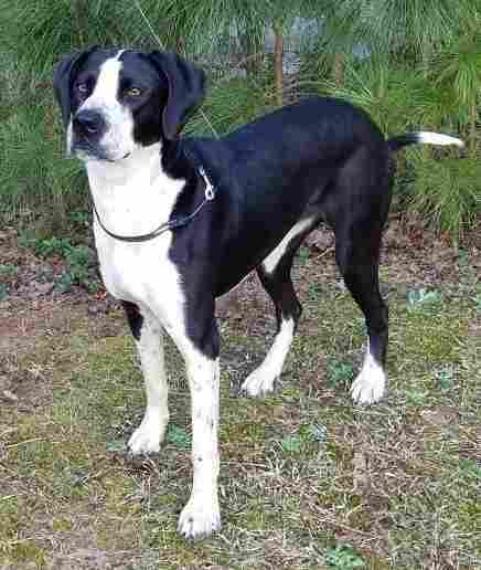 Macie Great Dane Pointer Mix Dog For Adoption in Atlanta GA