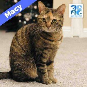 Beautiful brown torbie cat for adoption in oceanside ca – supplies included – adopt macy