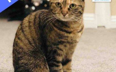 Beautiful Brown Torbie Cat For Adoption in Oceanside CA – Supplies Included – Adopt Macy