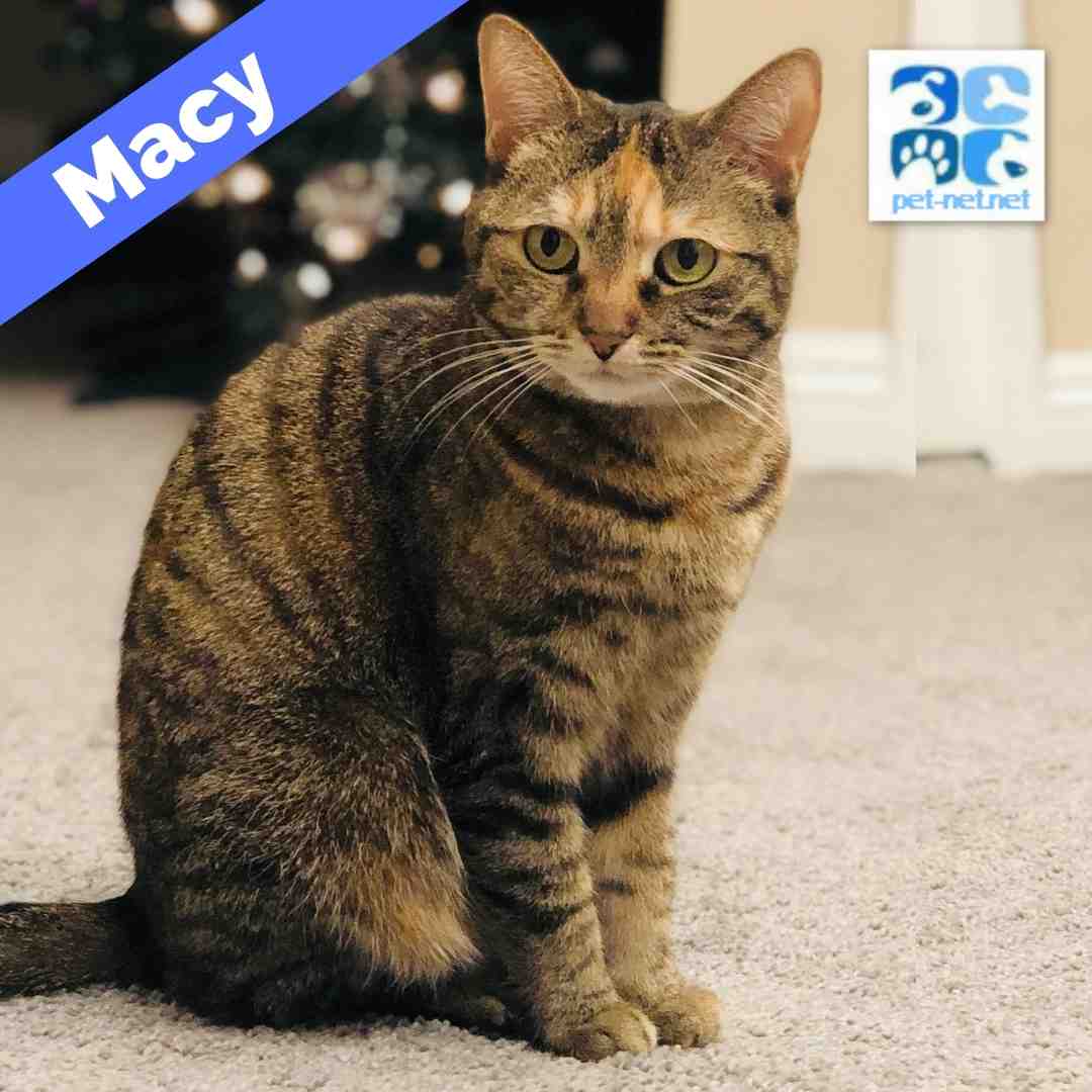 Macy Brown Tabby Cat Adoption Oceanside CA