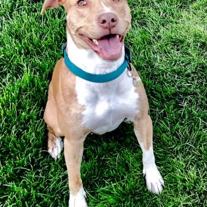 labrador retriever & terrier mix