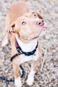 Stunning labrador retriever (lab) terrier mix dog for adoption cleveland oh - adopt macy