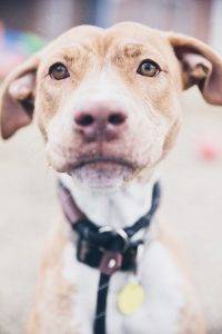 Stunning labrador retriever (lab) terrier mix dog for adoption cleveland oh - adopt macy