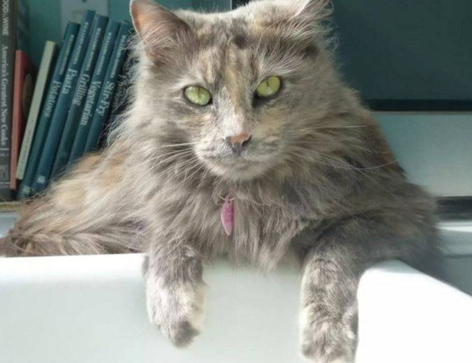 Macy - Stunning Long Haired Maine Coon Mix Cat For Adoption San Francisco CA