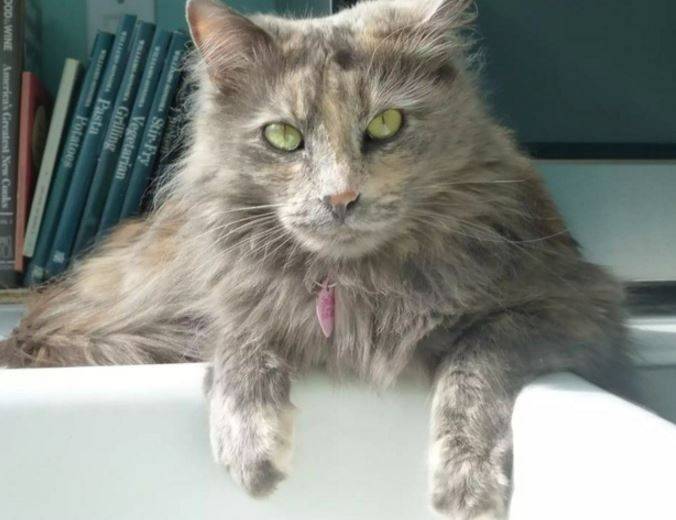 turkish angora tortoiseshell