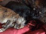 Macy - stunning long haired maine coon mix cat for adoption san francisco ca