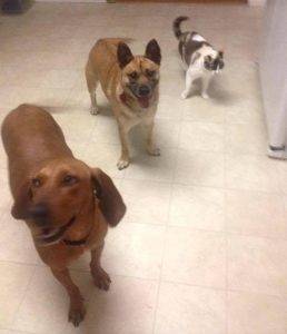 Rehomed – redbone coonhound mix dog for adoption augusta ga – meet 7 yo female maggie
