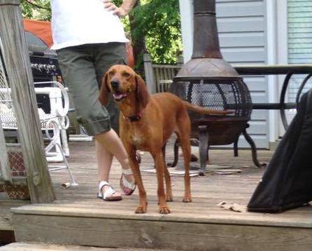 Maggie - redbone coonhound for adoption augusta ga 4