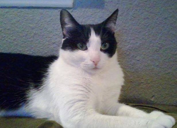 Mellow Maggie – Sweet Tuxedo Cat Seeks Only Pet Home – San Antonio, TX
