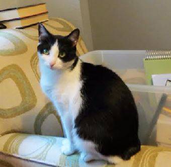Maggie - tuxedo cat for adoption in san antonio texas