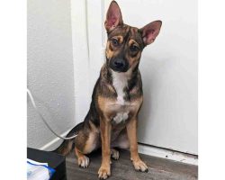 chihuahua mix dog for adoption