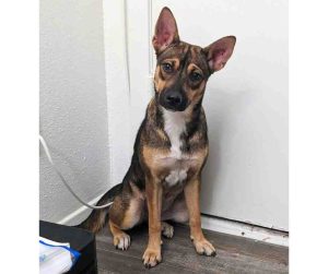 chihuahua mix dog for adoption