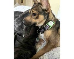 chihuahua mix dog for adoption