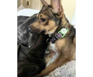 chihuahua mix dog for adoption
