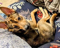 chihuahua mix dog for adoption