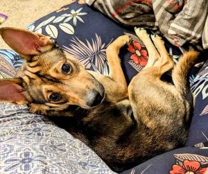 chihuahua mix dog for adoption