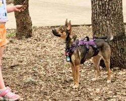 chihuahua mix dog for adoption