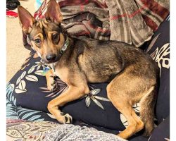 chihuahua mix dog for adoption