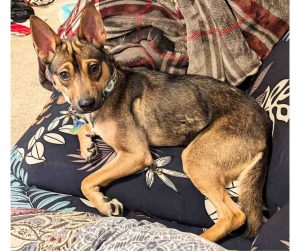 chihuahua mix dog for adoption