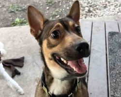 chihuahua mix dog for adoption