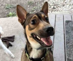 chihuahua mix dog for adoption
