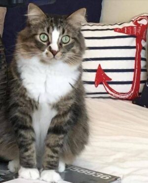 REHOMED – Oliver – Gorgeous Green-Eyed Male Maine Coon Mix, 3, Lewisville, Texas
