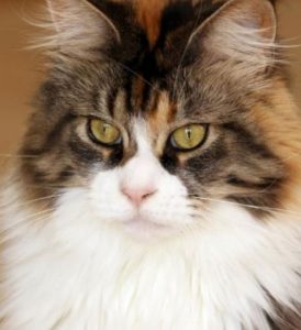 Maine Coon Cat