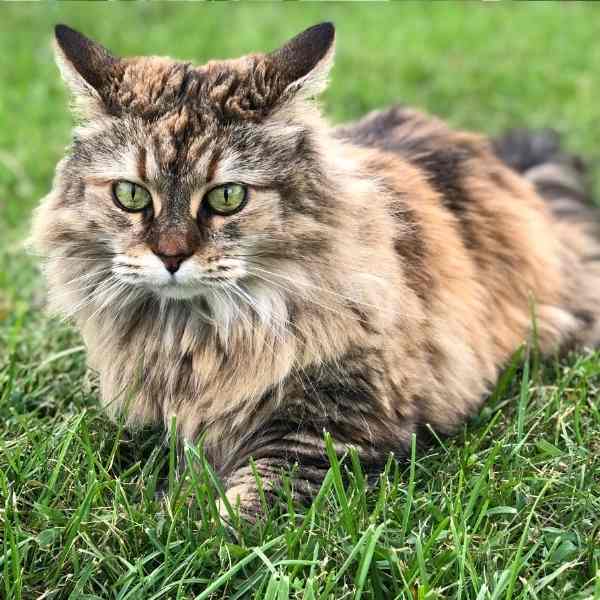 maine coon cats for adoption