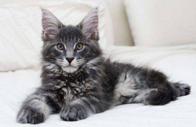 Maine coon cat adoptions