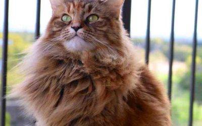 Adopted maine coon mix cat  in austin tx  – nene