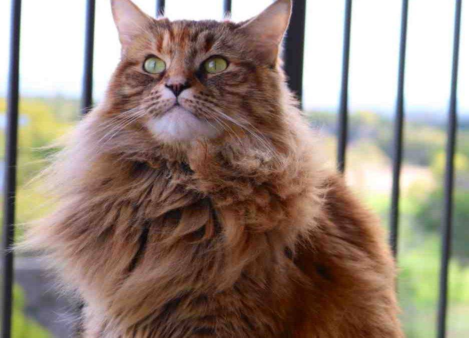 Maine Coon Mix Cat For Adoption in Austin TX – Supplies Included – Adopt NeNe