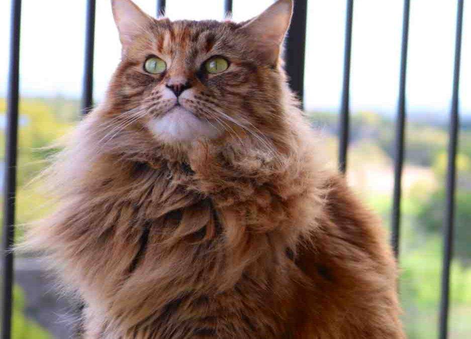 Adopted maine coon mix cat  in austin tx  – nene