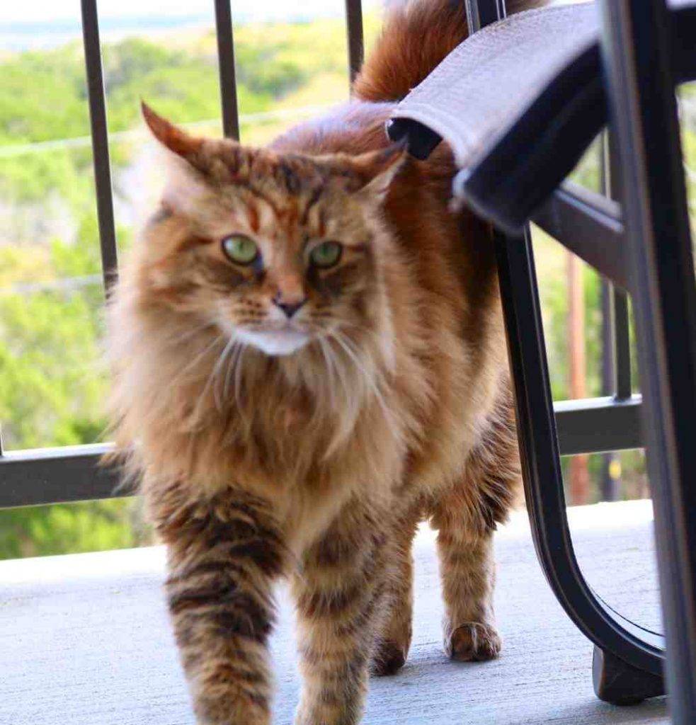 Maine coon cat adopted austin tx nene 3