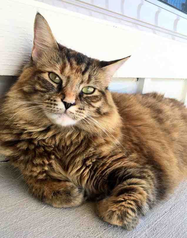 ADOPTED Maine Coon Mix Cat in Austin TX NeNe