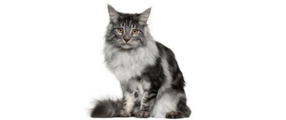 Maine coon cat rehoming